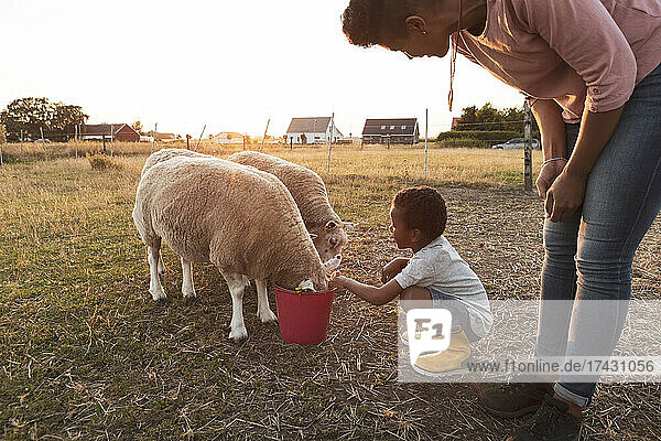 Mutter betrachtet Sohn  der bei Schafen hockt und aus einem Eimer auf einem Feld isst