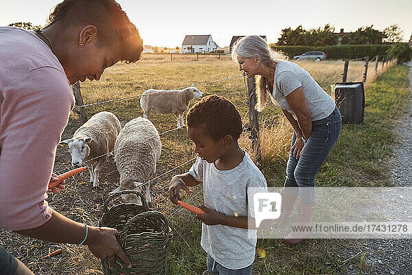 Mutter hilft ihrem Sohn beim Füttern der Schafe mit Karotten durch die Großmutter bei Sonnenuntergang