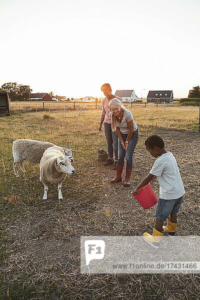 Junge hält Eimer bei Schafen und Familie auf einem Feld