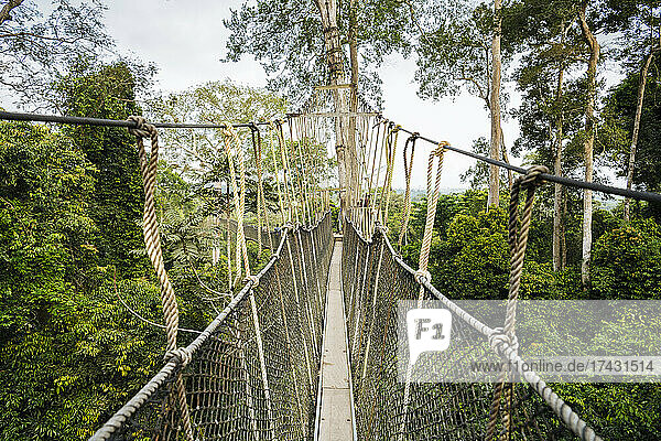 Ghana  Canopy walkway through tropical rainforest in Kakum National Park