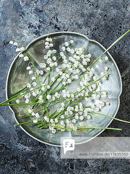 Studio shot of lilies of the valley on silver plate