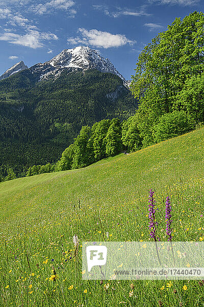 Flowers at Berchtesgaden National Park with Watzmann mountain in background