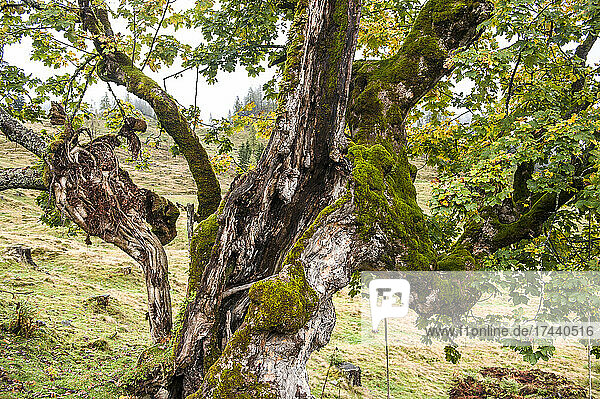 Old mossy tree in autumn
