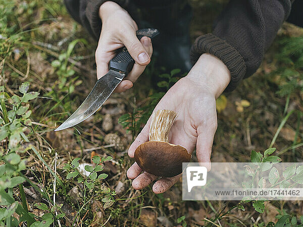 Mid adult woman with knife showing king bolete mushroom in forest