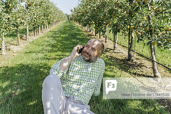 Mann spricht mit Smartphone  während er im Apfelgarten sitzt