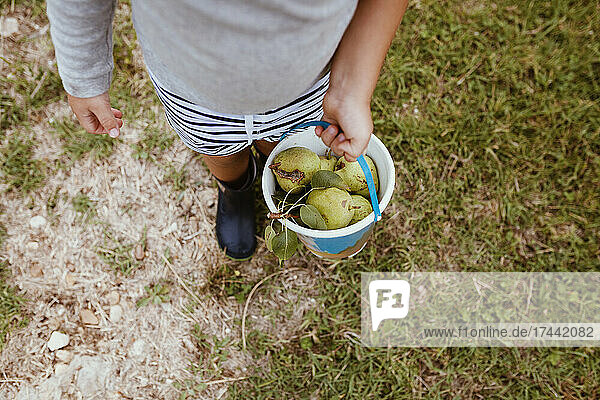 Boy carrying bucket of fresh pears on meadow