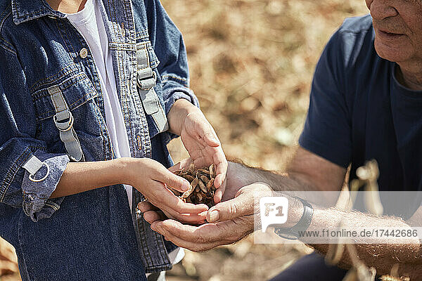 Boy giving soybean grains to senior male farmer in field