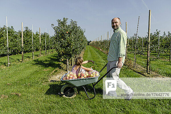 Smiling mature man wheeling wheelbarrow with girl and apples at orchard