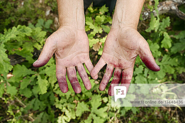 Man with messy hands from blueberries
