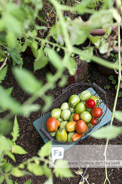 Korb mit frischen  selbst angebauten Tomaten