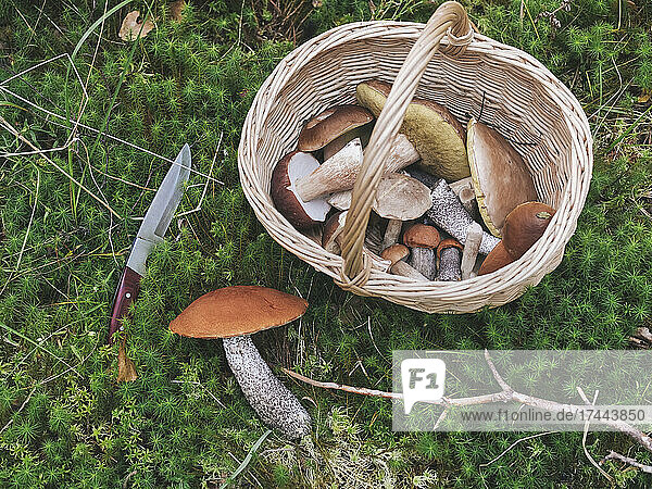 Bolete Mushroom and knife by basket in forest