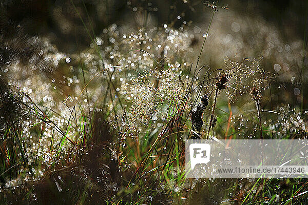 Fresh dew drops on grass in Black forest  Germany