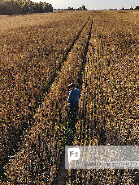 Mid adult man looking at rye field view during sunset