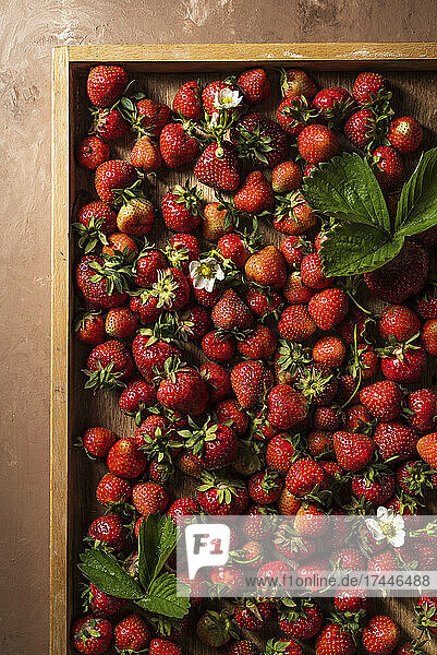 Frische Erdbeeren mit Blüten und Blättern in flacher Holzkiste