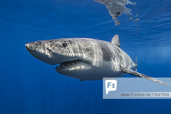 Mexico  Guadalupe  Great white shark underwater