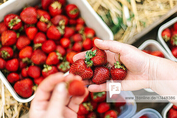 Close up shot of a person hands picking strawberries