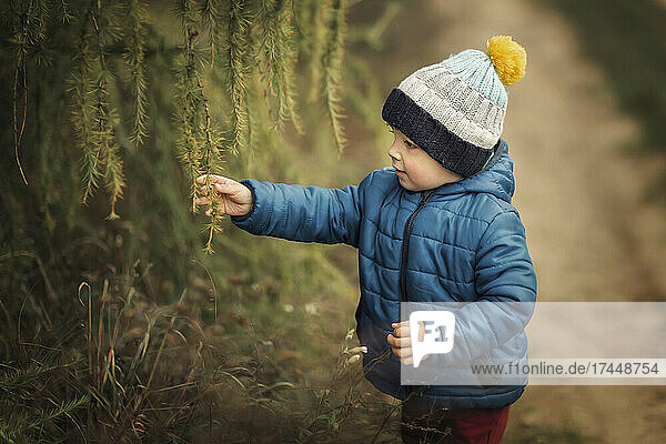Small boy in blue jacket and hat in forest touching branches of
