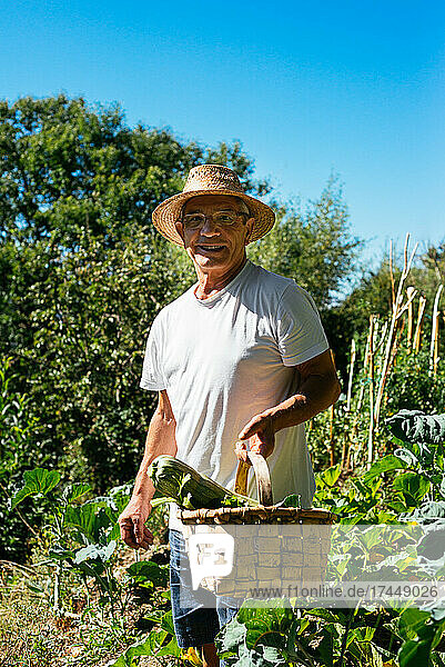 Man Collects Vegetables In His Garden