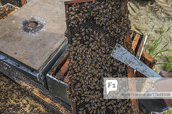 Honey Bees in the Hive in Barwick  Georgia.