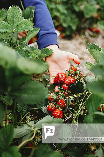 Close up of child's hand holding ripe strawberries in a field.