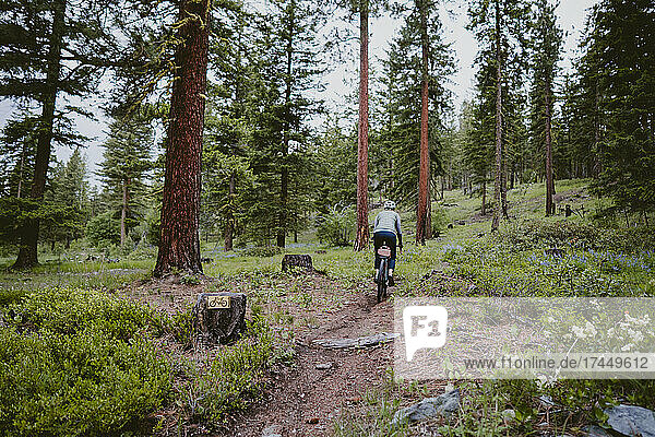A cyclist bikes along trail through tall pine trees and wildflowers