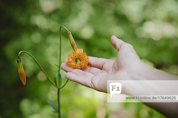 A hand holds a tiger lily with blurry background
