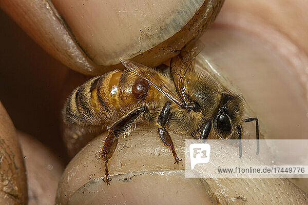 Honey Bee with parasitic Varroa Mite  Barwick  Georgia.