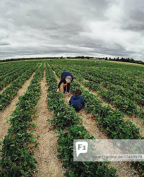 Boy and grandmother picking strawberries in a field together.