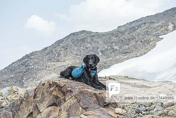 A flat-coated retriever lays on a rock while hiking.