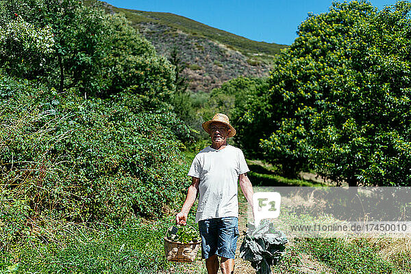 Smiling Senior Man Carrying A Basket Of Veggies