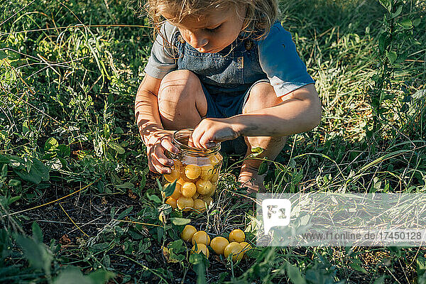 small boy collect mirabelle plum in glass