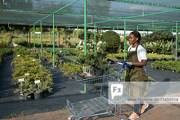 African American gardener walking with trolley