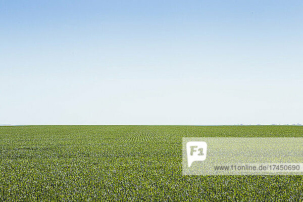 Vast expansive green farm field on bright blue sky day  South Dakota.
