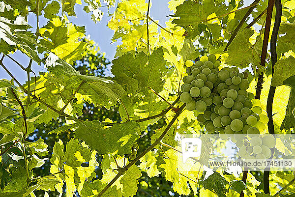 grapes almost ready for harvest at vinyard in France