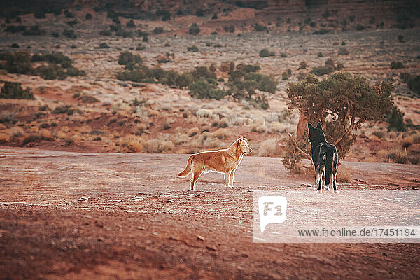 Dogs are standing in Monument Valley  Arizona