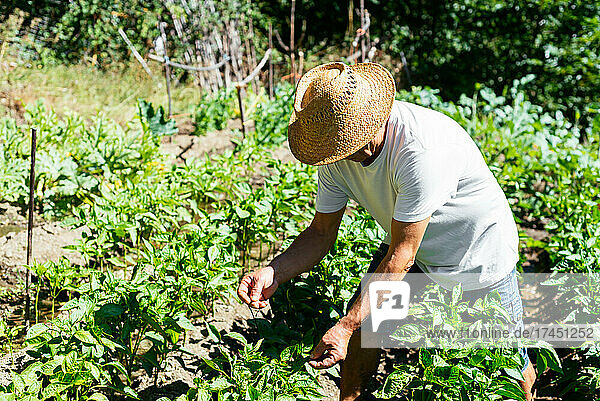 Anonymous Man Checking Her Vegetable Garden