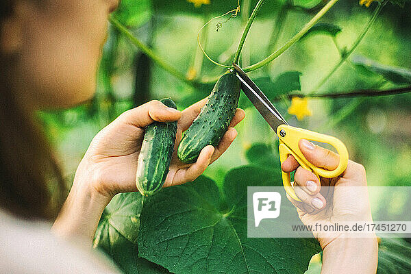A woman picks a cucumbers from her garden