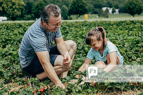 Close-up of happy dad and daughter picking strawberries together