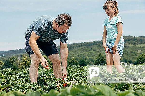Dad and daughter harvest strawberries on the farm field