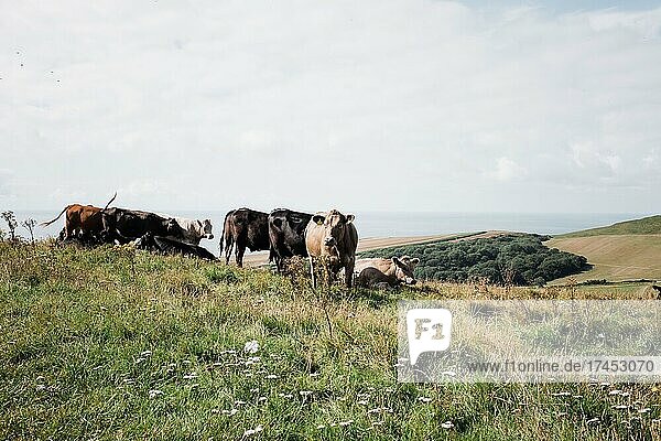 group of cows grazing in a field on the Jurassic Coast  Dorset