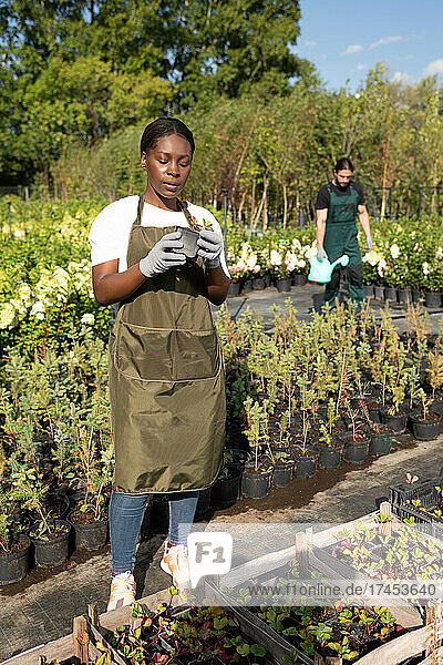 Black woman taking care of strawberry