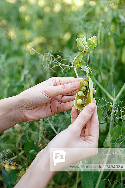 young female farmer inspects the harvest of green peas in her farm