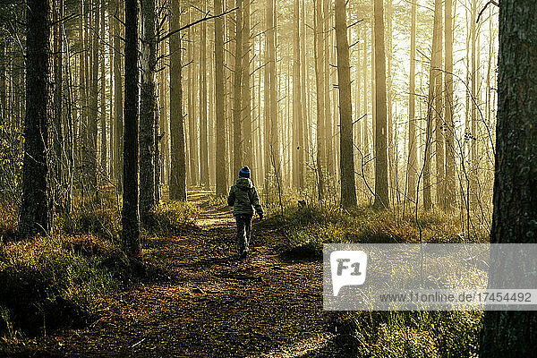 Boy in a jacket walking through the pine forest in the morning.