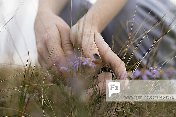 Crop of freckles hands and violet wildflowers