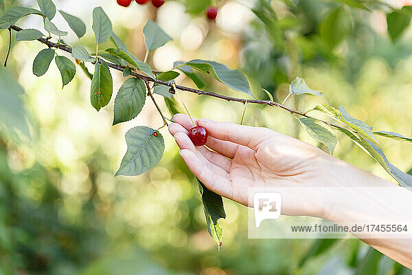 young woman farmer holding a cherry in her hands