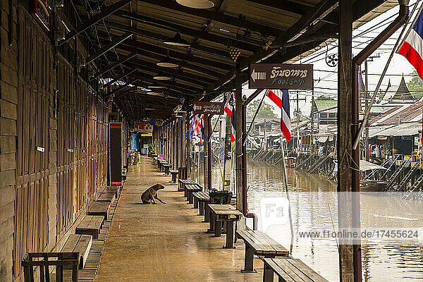 dog on a otherwise empty boardwalk at the floating market of Amphawa