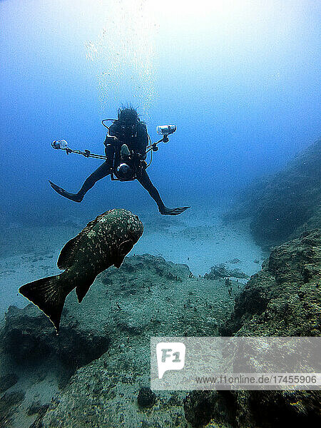 Underwater photographer take a picture of Grouper fish Antalya Kas