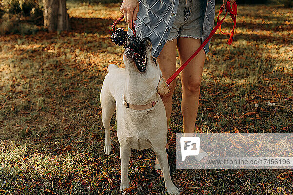 A woman plays with her labrador puppy. Lifestyles and pet care concept