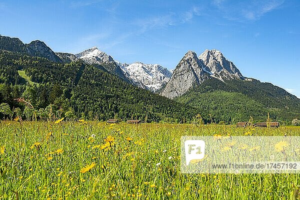 Wiesen mit Wiesenblumen im Frühling  Verschneite Gipfel des Wettersteingebirge  Waxenstein und Alpspitze mit Zugspitze  Grainau  Oberbayern  Bayern  Deutschland  Europa