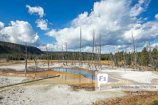 Abgestorbene Bäume am Opalescent Pool mit Mineralienablagerungen  Black Sand Basin  Yellowstone Nationalpark  Wyoming  USA  Nordamerika